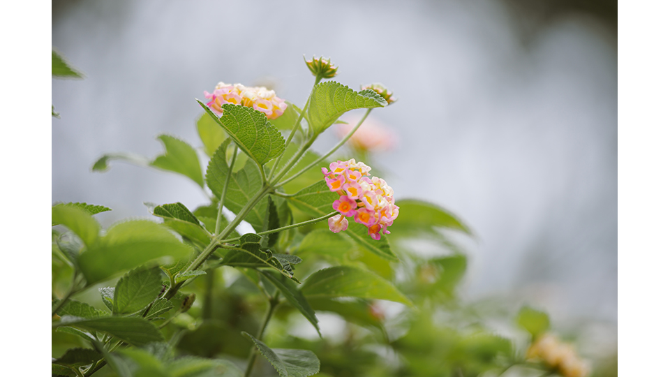 桂山發電廠種植了豐富的花草，提供各類蝴蝶所喜愛的花蜜來源。